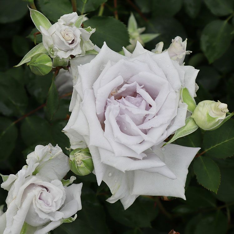 バラ苗グランブルー