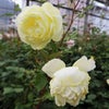 バラ苗イエローダイヤモンド