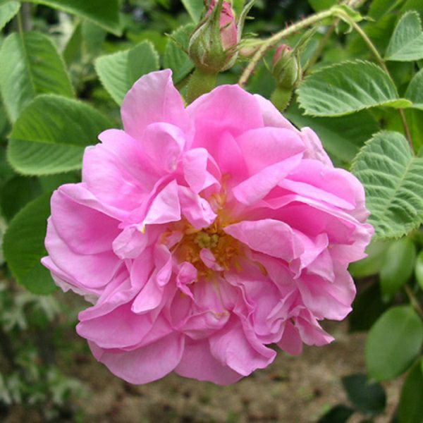 バラ苗 【カザンリク】 (アウトレット苗) つるバラ 一季咲き 中輪