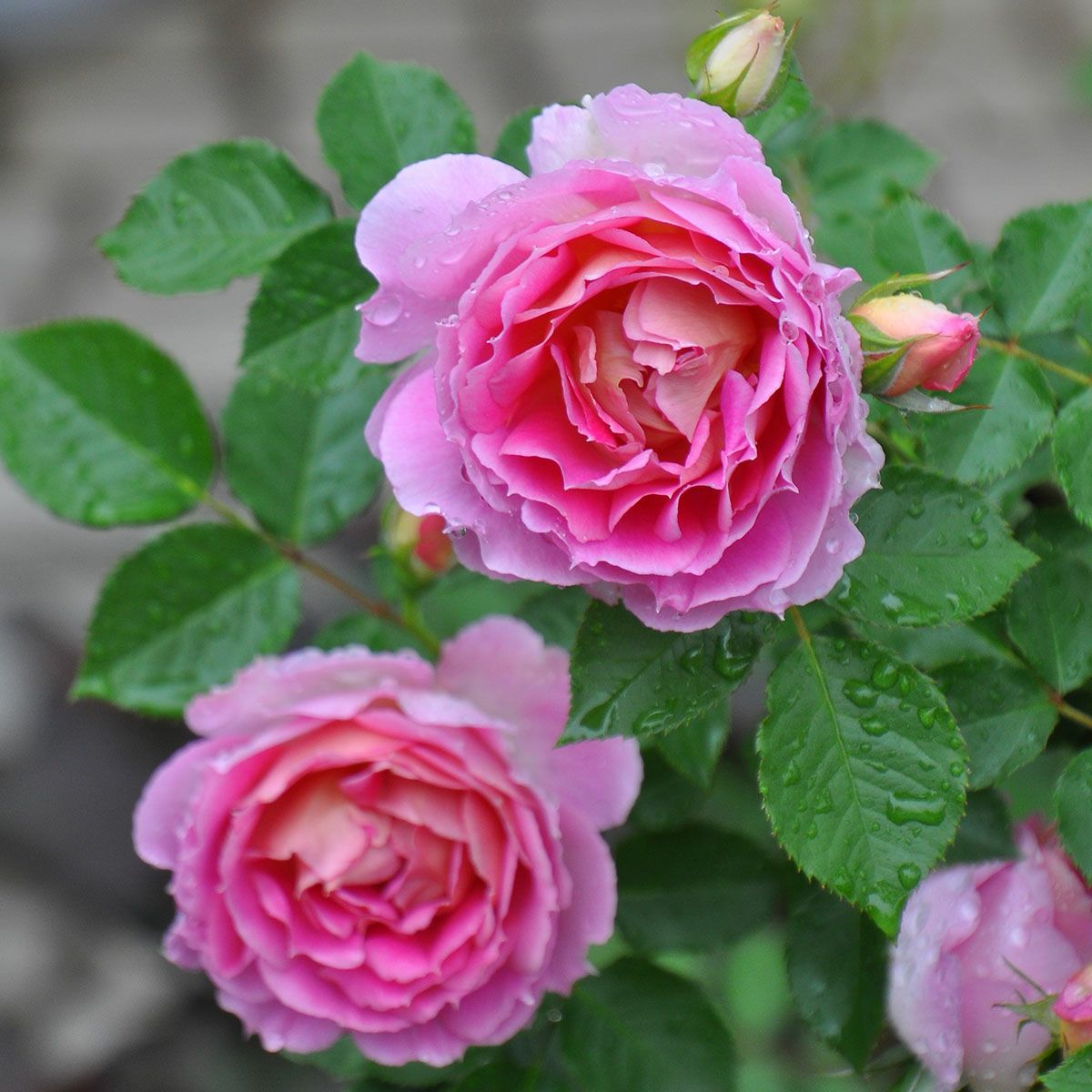 新苗植え替え6号（ロサオリエンティス） | THE ROSE SHOP｜バラ専門店