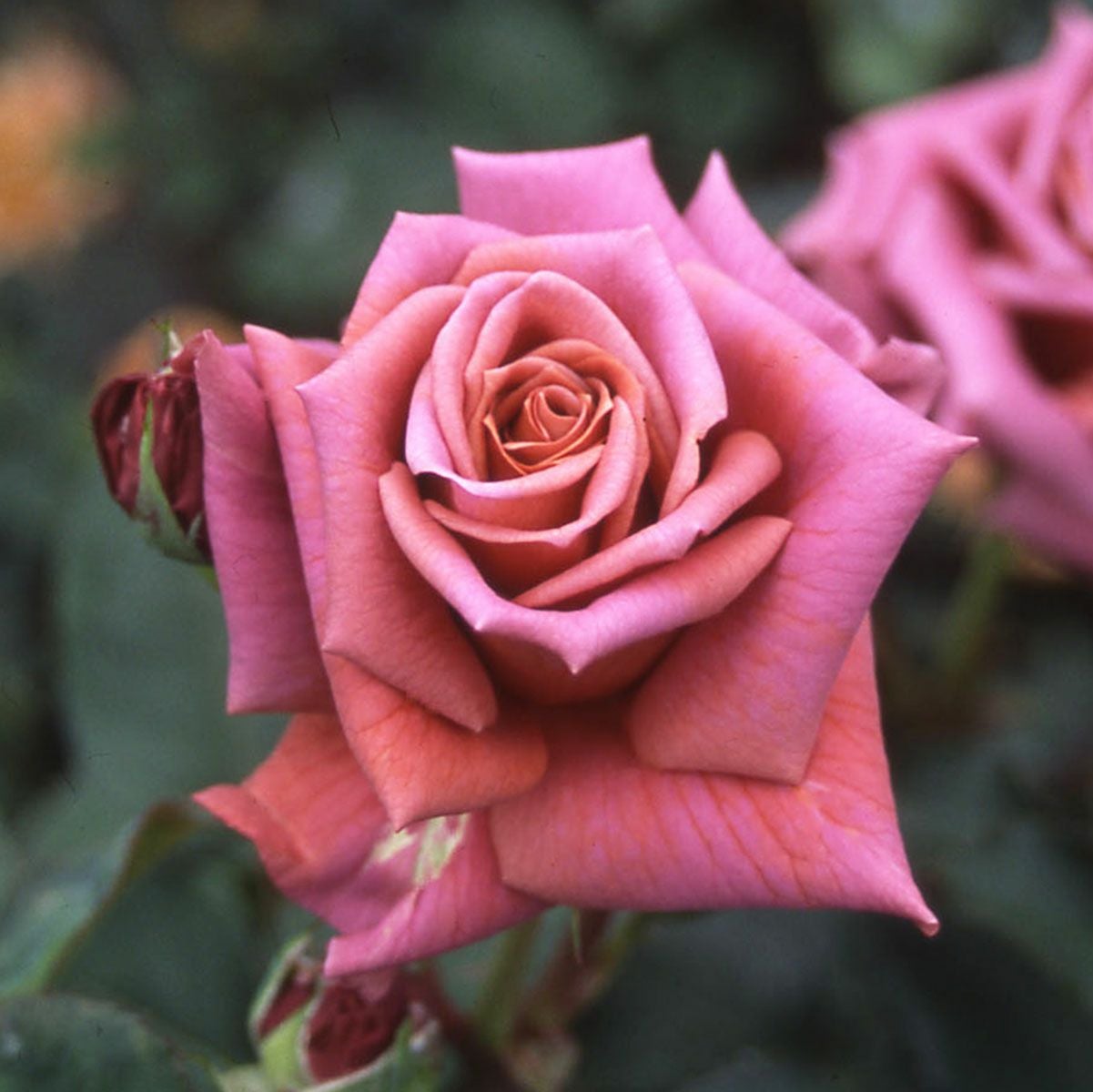 禅ローズ | THE ROSE SHOP｜バラ専門店 ザローズショップ 本店 - バラ