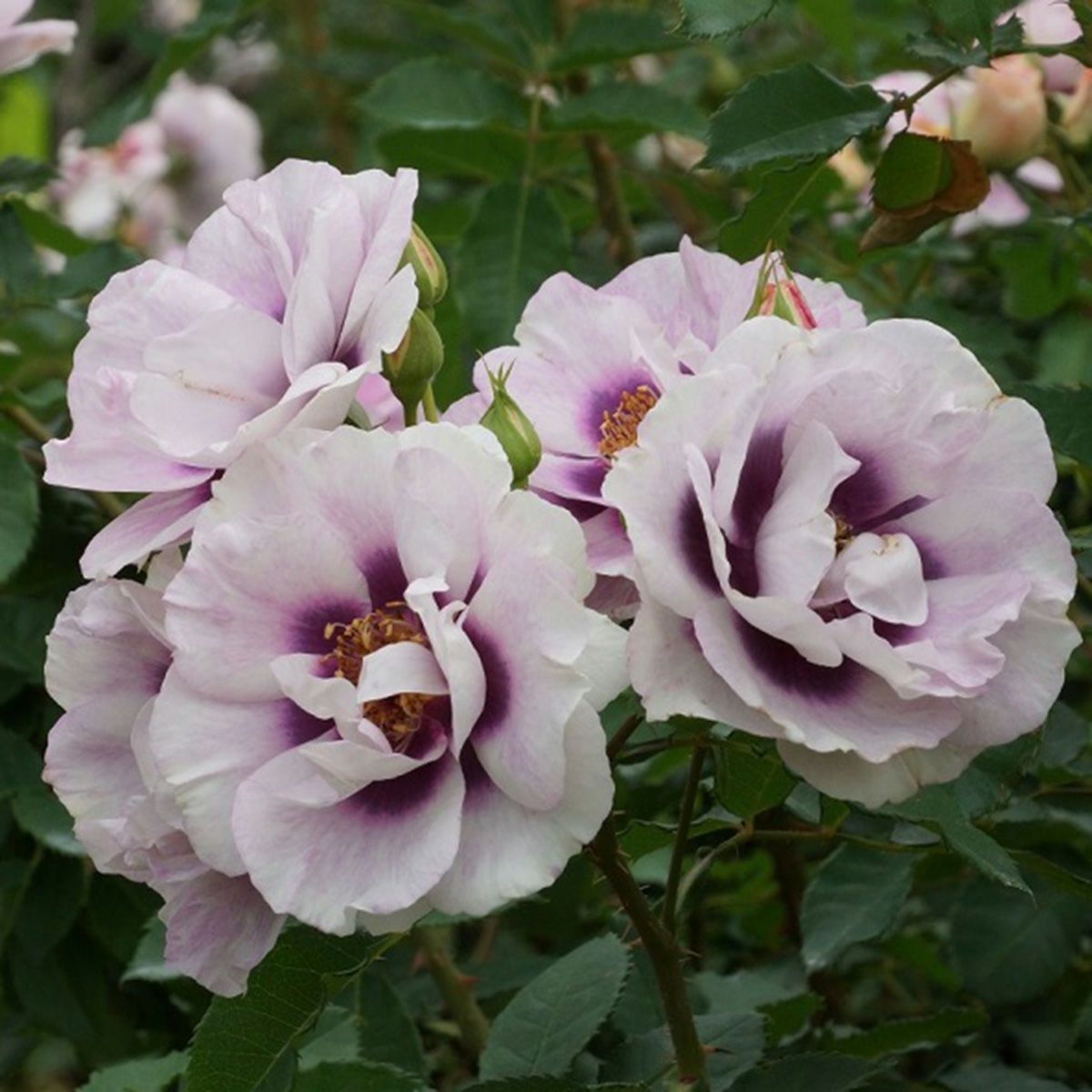 バラ苗 【アイズフォーユー】 (新苗植え替え) フロリバンダ 四季咲き