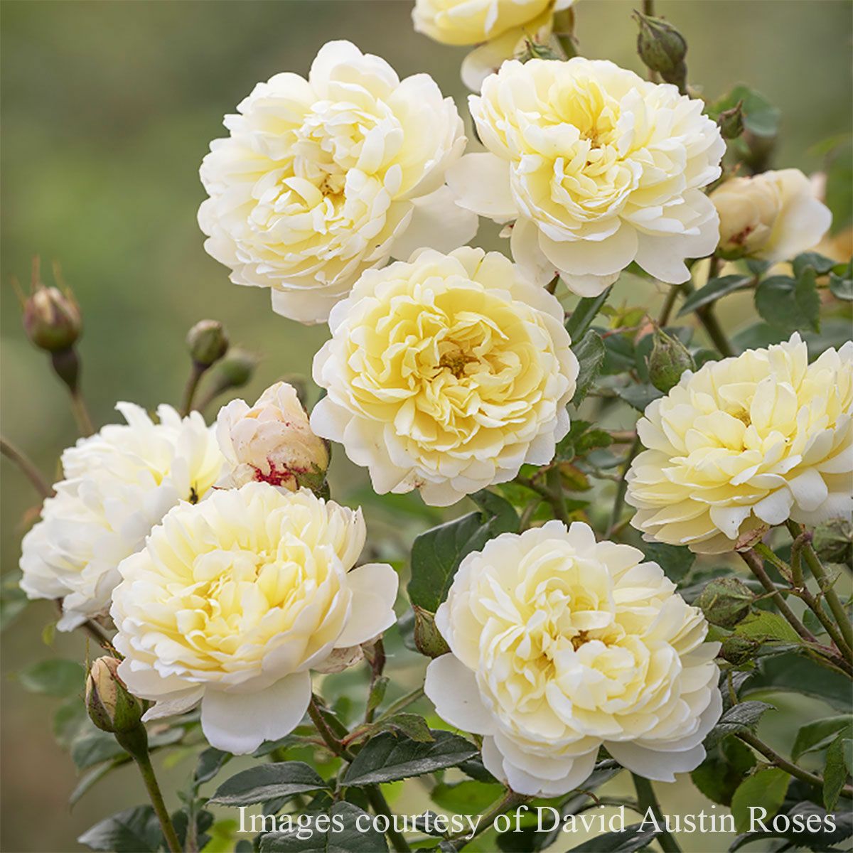 バラ苗 【ナイベヴァン】 (大苗) シュラブ 半つる性 返り咲き 中輪