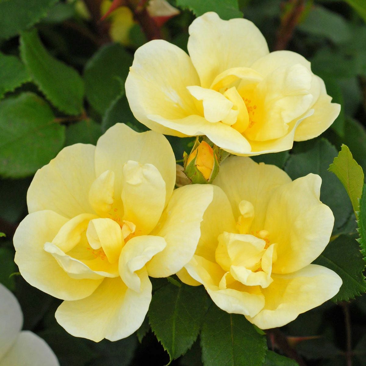 予約苗 バラ苗 【サニーノックアウト】 (大苗裸苗) フロリバンダ