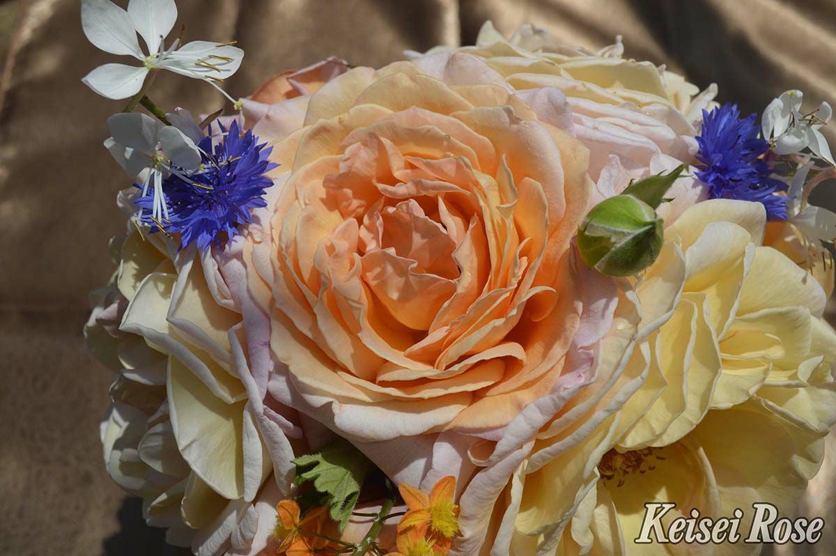 バラ苗Ｇ.Ｄ.ルイーズ（グランドダッチェスルイーズ）