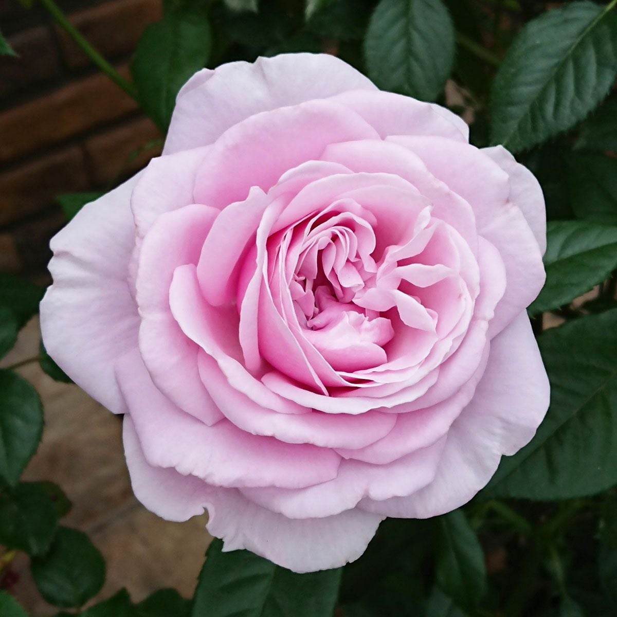 バラ苗 【パフュームドレス】 (大苗) つるバラ 四季咲き 大輪 紫系