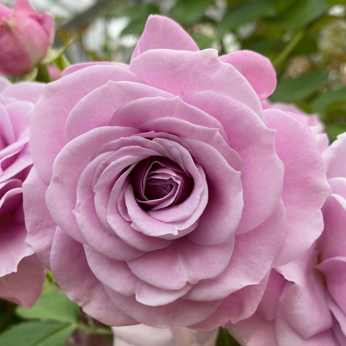 バラ苗 【マチネ】 (大苗) フロリバンダ 四季咲き 中輪 紫系 コルデス