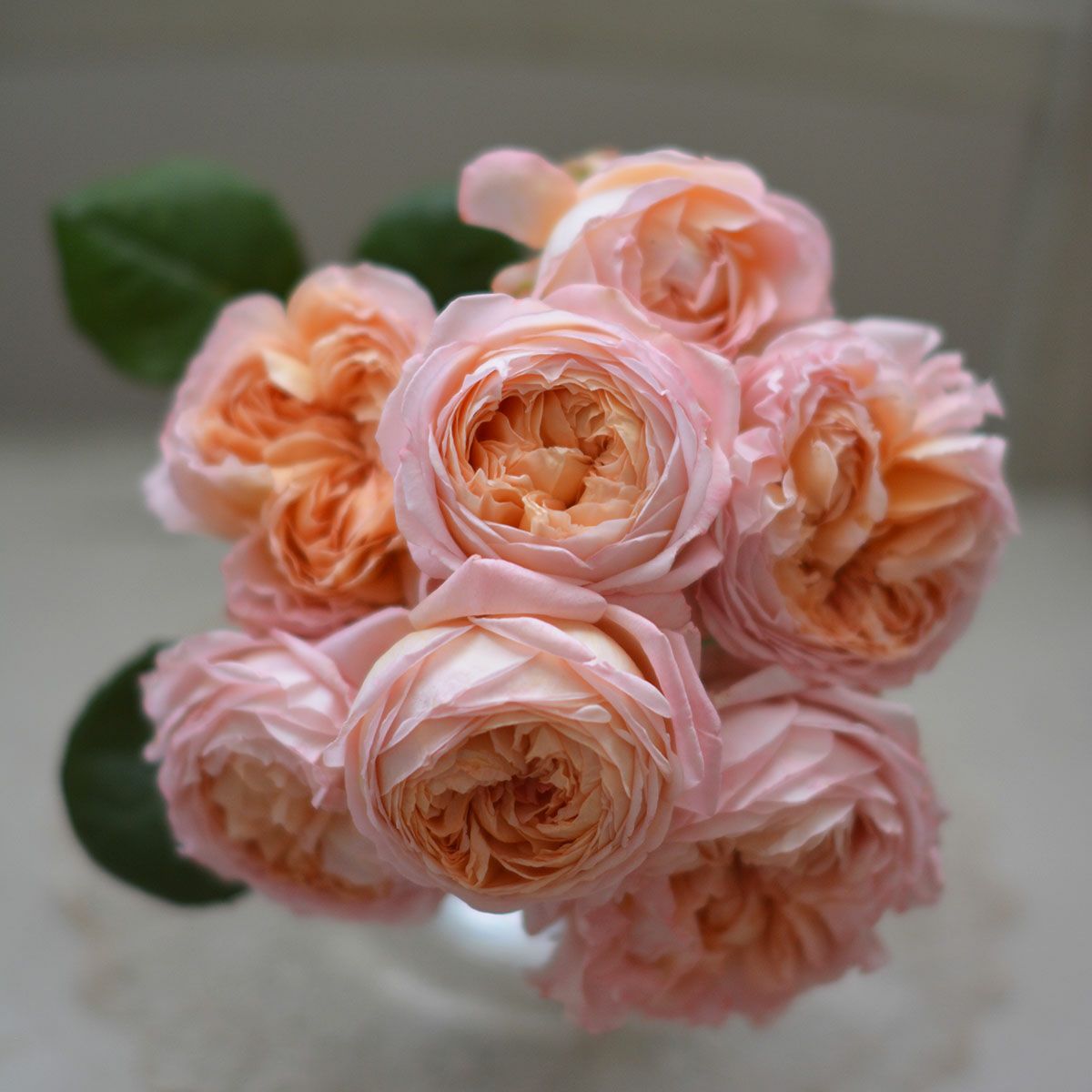 バラ苗 【コンフィチュール】 (大苗) シュラブ 半つる性 四季咲き 中輪