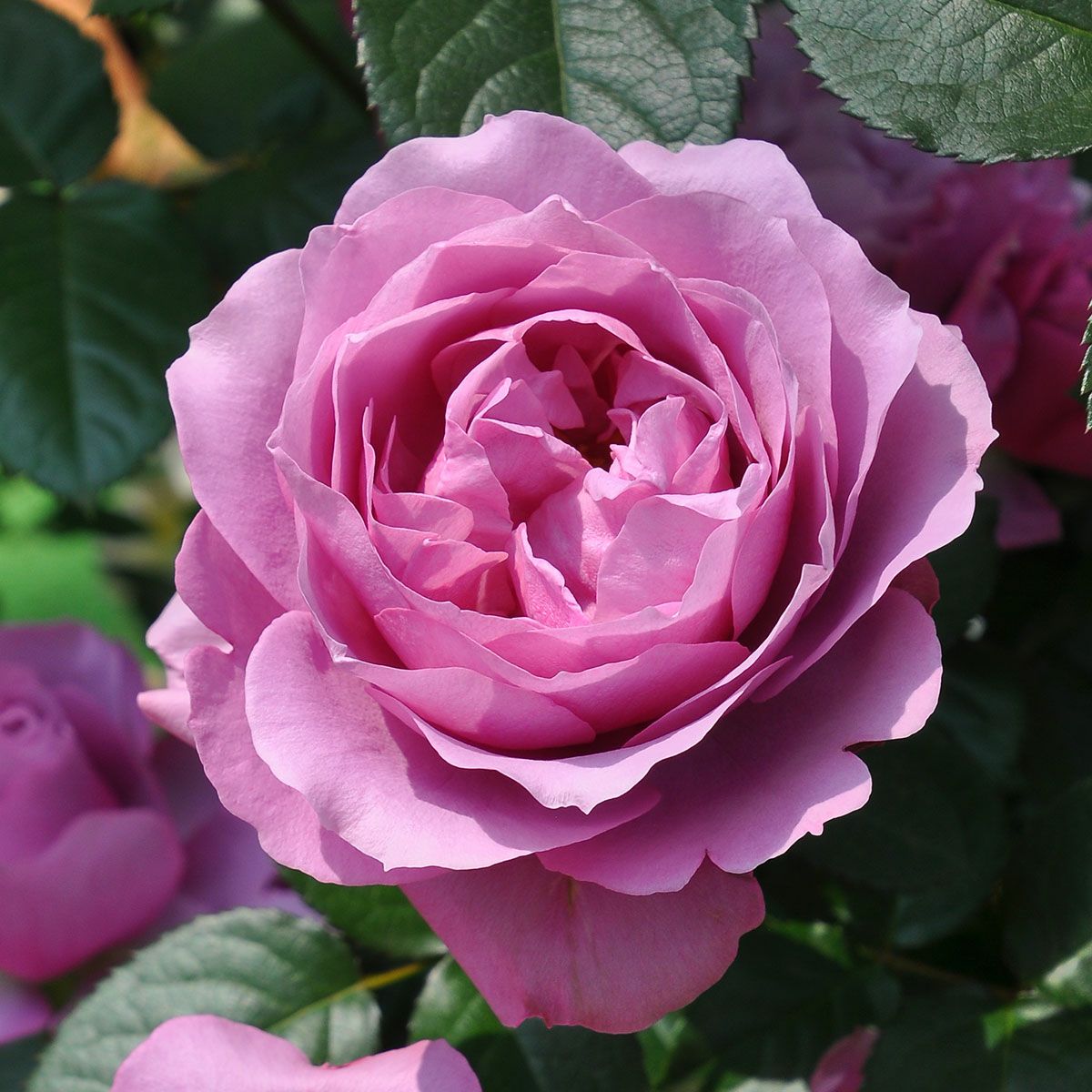 予約苗 バラ苗 【シュリンクス】 (大苗裸苗) シュラブ 半つる性