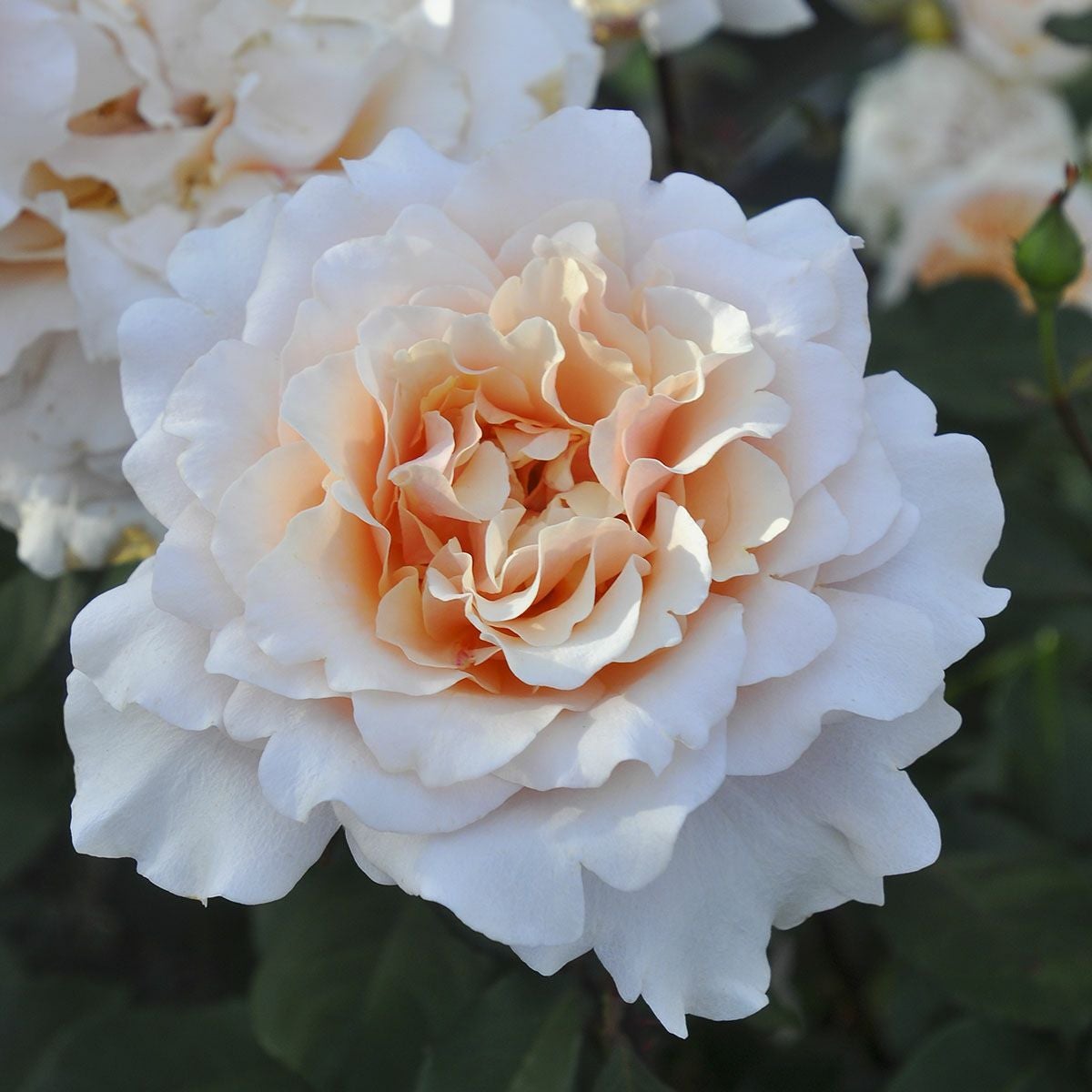 予約苗 バラ苗 【ベンウェザースタッフ】 (大苗) フロリバンダ