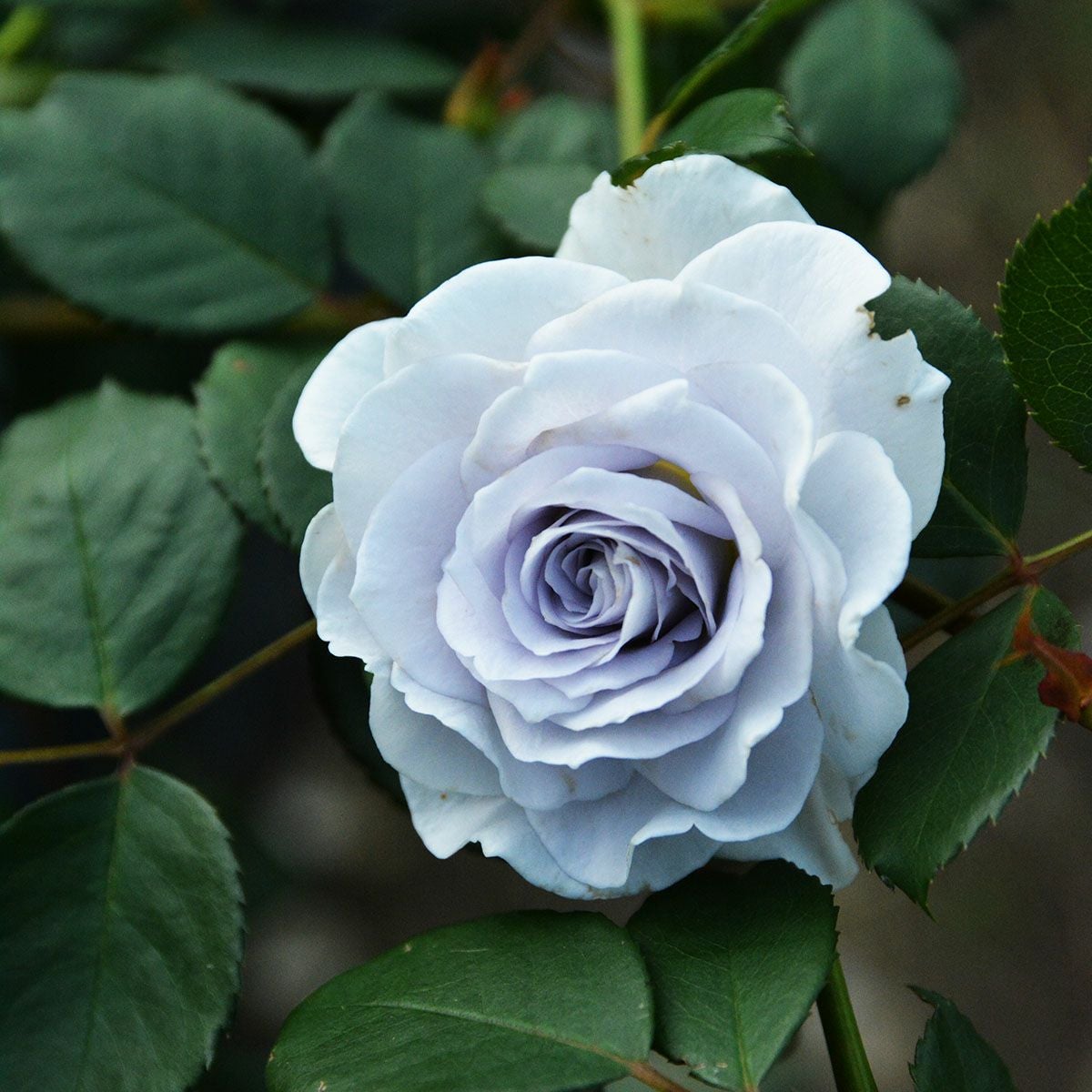 予約苗 バラ苗 【ブルーグラビティー】 (大苗裸苗) フロリバンダ