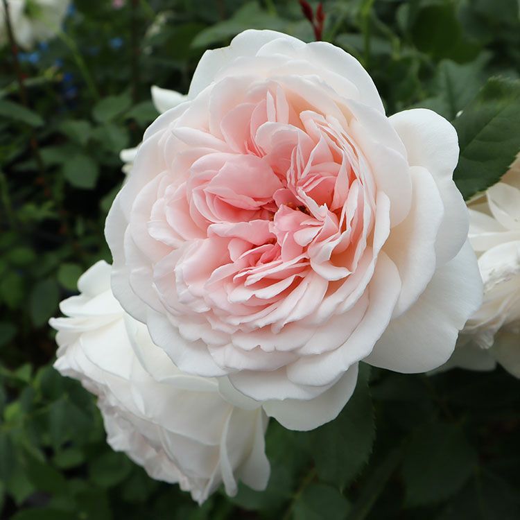 バラ苗 【コサージュ】 (大苗) ハイブリッドティー 四季咲き 大輪