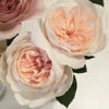 バラ苗コサージュ