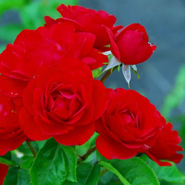 バラ苗リリーマルレーン