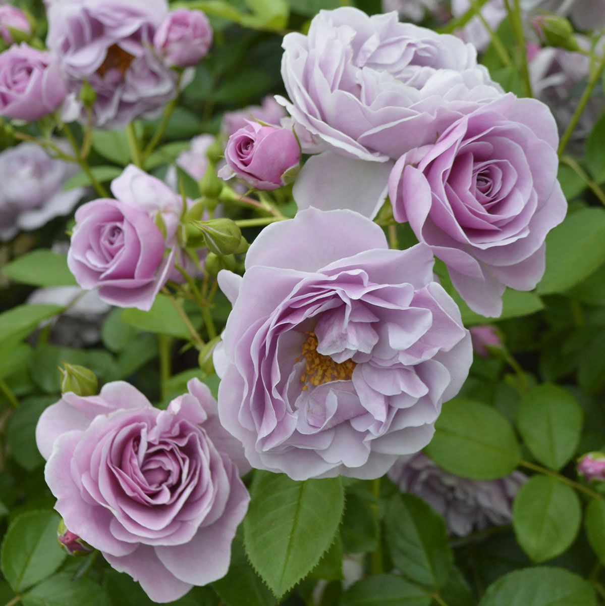 予約苗 バラ苗 【プロローグ】 (新苗) シュラブ 半つる性 四季咲き 中