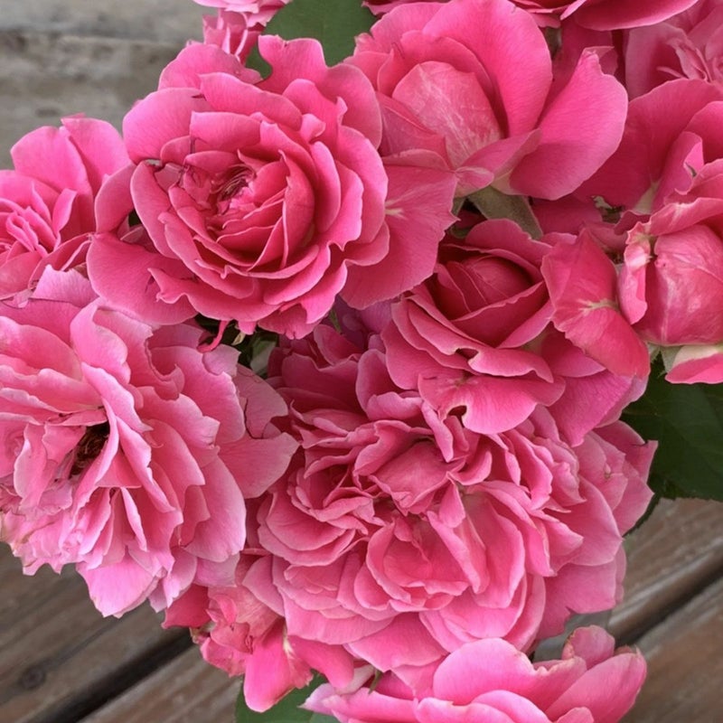 バラ苗雨ニモマケズ・リバーシブル・ピンク