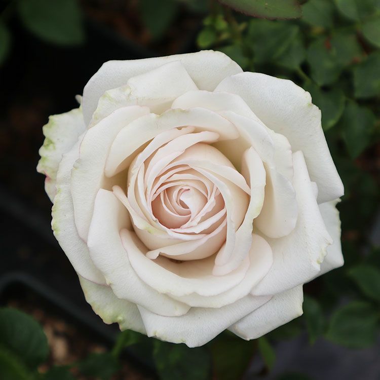 バラ苗 【ホワイトシェル】 (大苗) フロリバンダ 四季咲き 中輪 白系