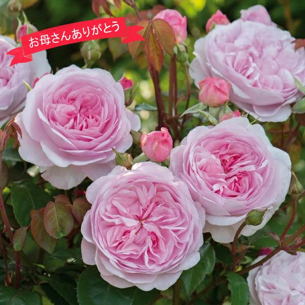 バラ苗大苗イングリッシュローズ母の日ギフト