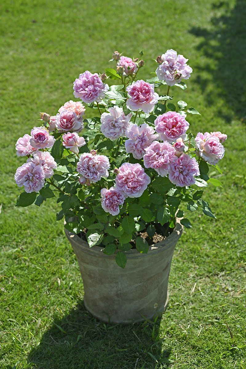 バラ苗 ローズアントワネット