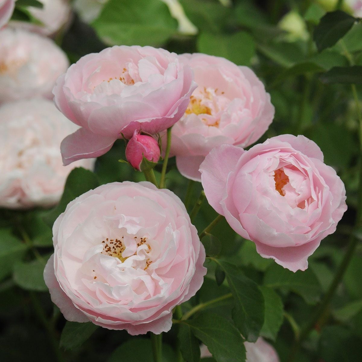 バラ苗 【プリュム】 (新苗植え替え) シュラブ 半つる性 四季咲き 中輪