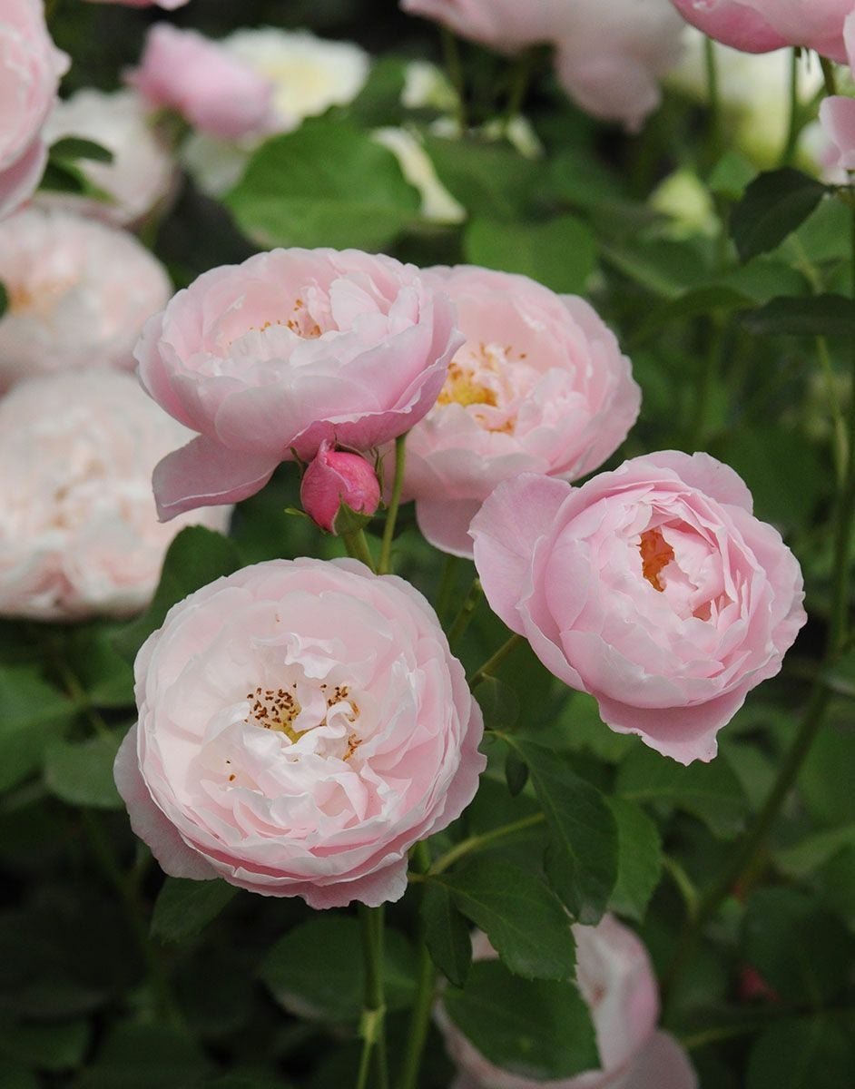 バラ苗 プリュム