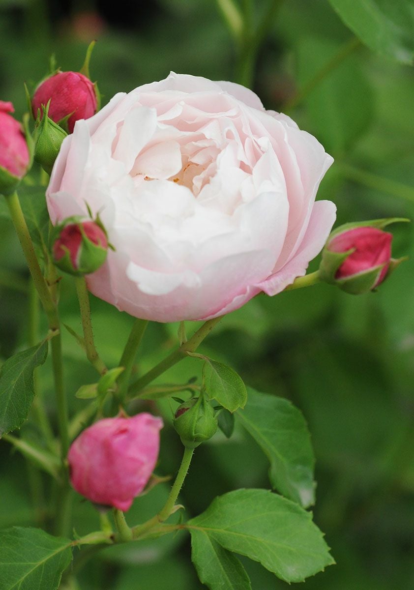 バラ苗 プリュム