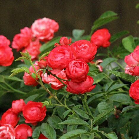 バラ苗 【珠玉 (しゅぎょく)】 (新苗植え替え) つるバラ 返り咲き 小輪