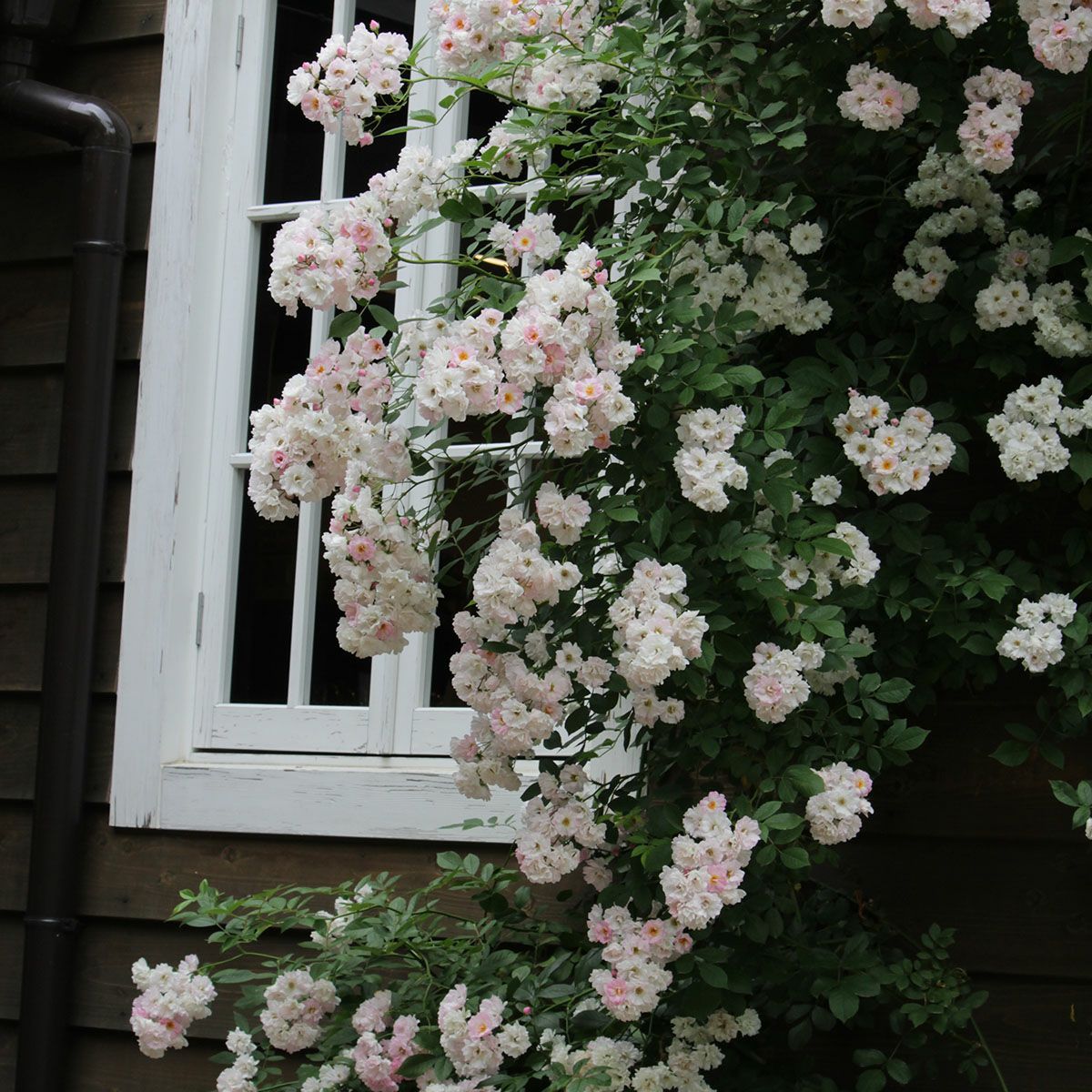 バラ苗 【南部ざくら (なんぶざくら)】 (新苗植え替え) つるバラ 一季