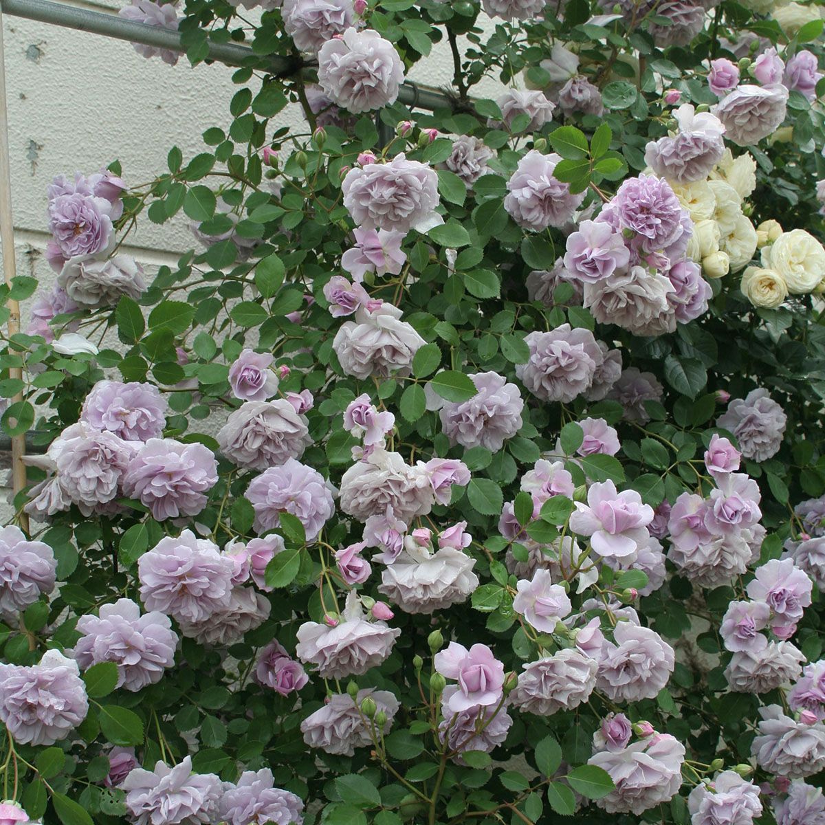 バラ苗 【レイニーブルー】 (新苗植え替え) つるバラ 四季咲き 中輪 紫