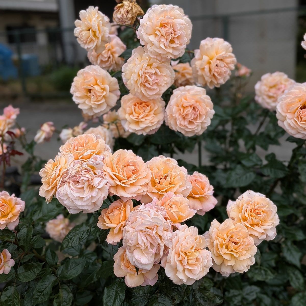 バラ苗Ｇ.Ｄ.ルイーズ（グランドダッチェスルイーズ）