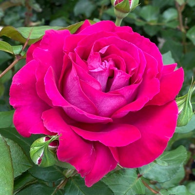 香りのバラ(強香種) | THE ROSE SHOP｜バラ専門店 ザローズショップ 