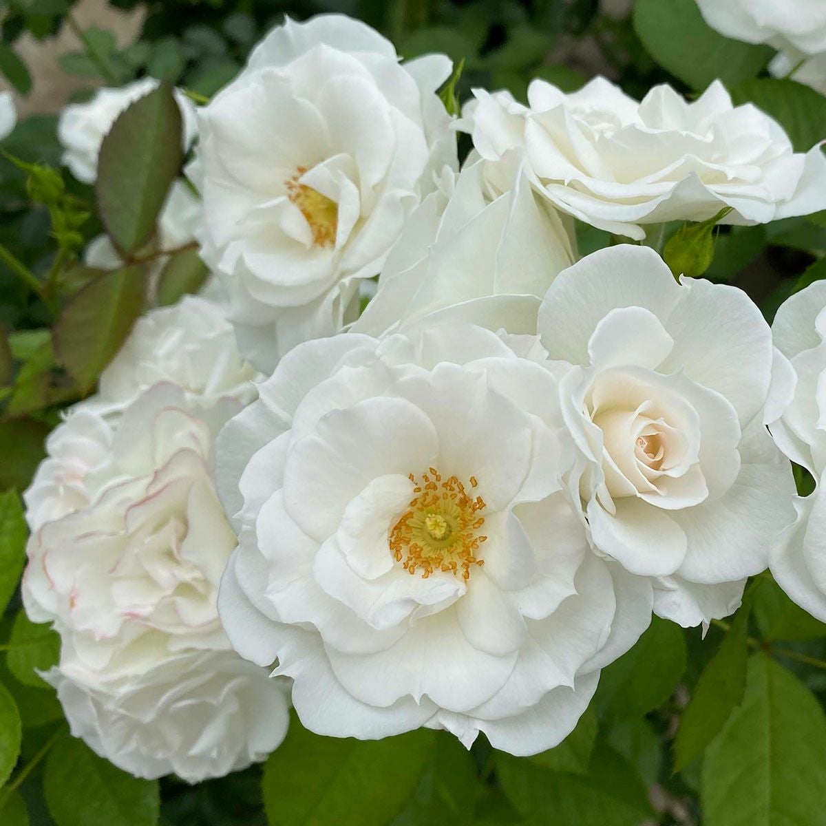 白色系のバラ | THE ROSE SHOP｜バラ専門店 ザローズショップ 本店