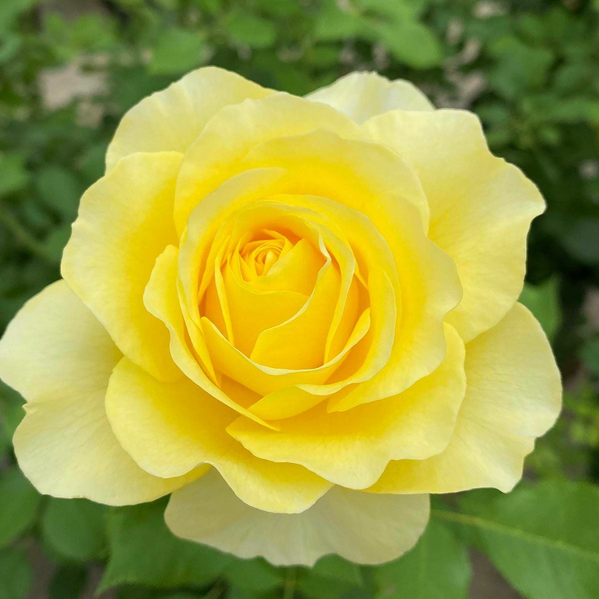 黄色系のバラ | THE ROSE SHOP｜バラ専門店 ザローズショップ 本店