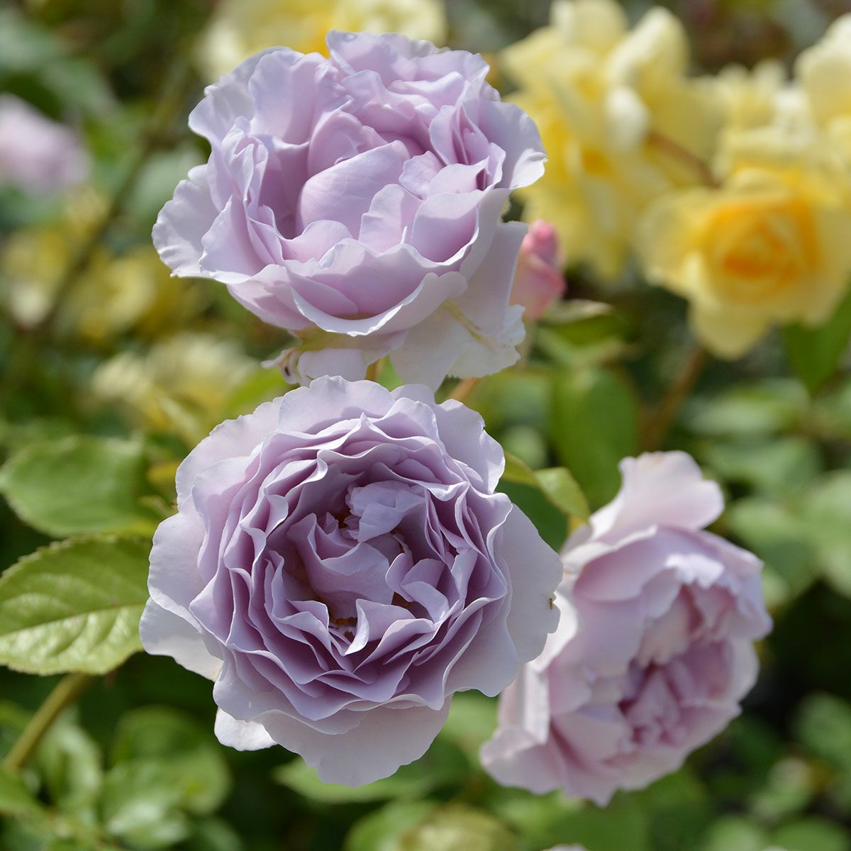 バラ苗 【カミーユ】 (大苗) シュラブ 半つる性 返り咲き 中輪 紫系