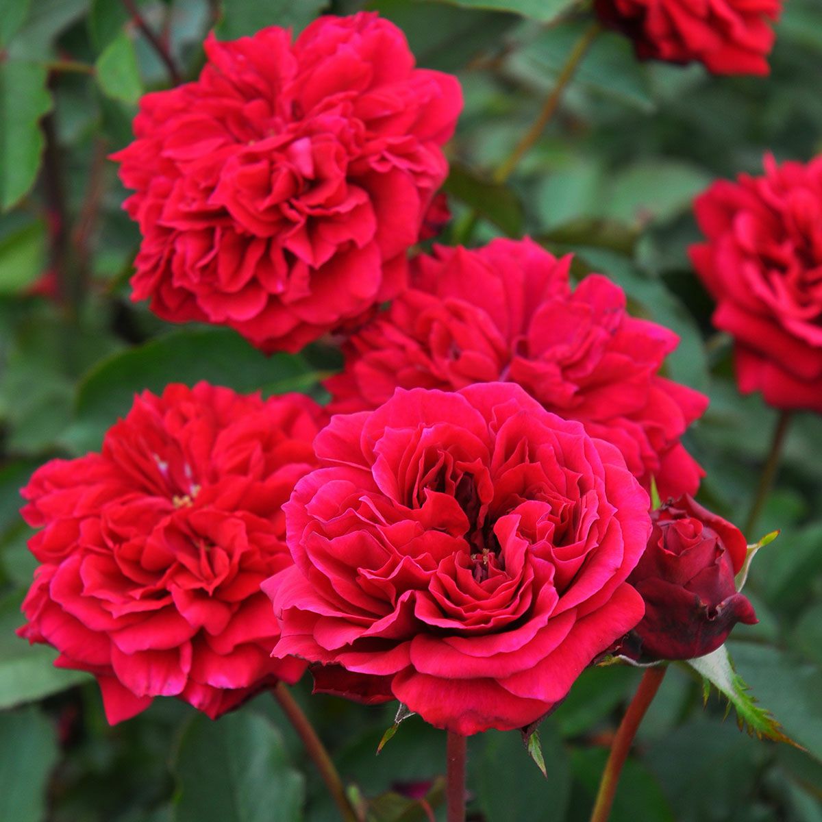 バラ苗 【シラノドベルジュラック】 (大苗) フロリバンダ 四季咲き 中