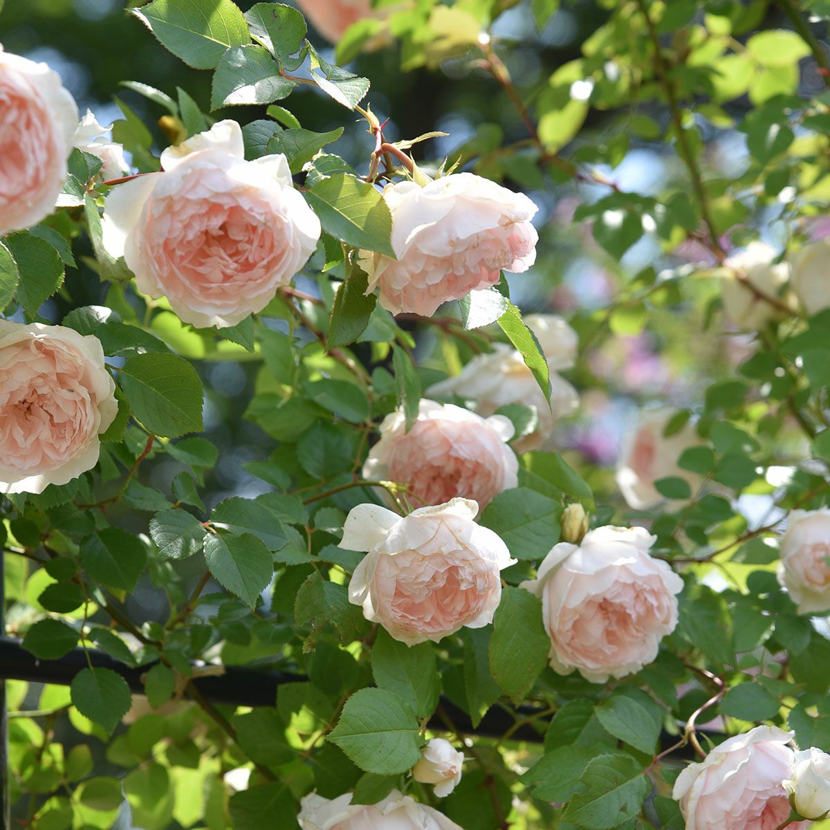バラ苗　にやおん様予約です オンディーナ（大苗予約）7号鉢植え バラ苗 《契約品種》 四季咲き中輪