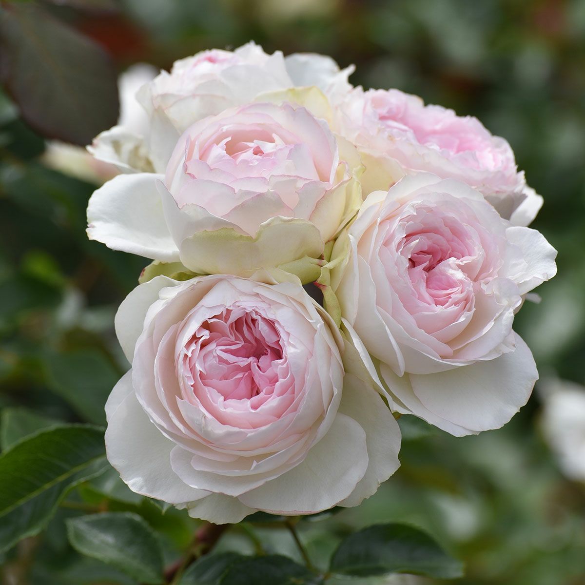 予約苗 バラ苗 【ロクサーヌ】 (大苗) シュラブ 半つる性 四季咲き 中