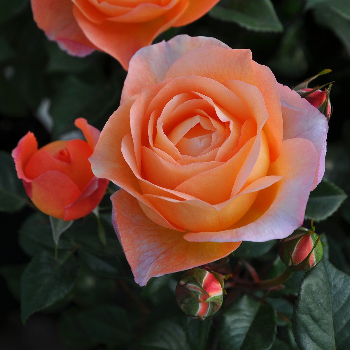 バラ苗 【ロビン】 (大苗) シュラブ 四季咲き 中輪 オレンジ系 ロサ