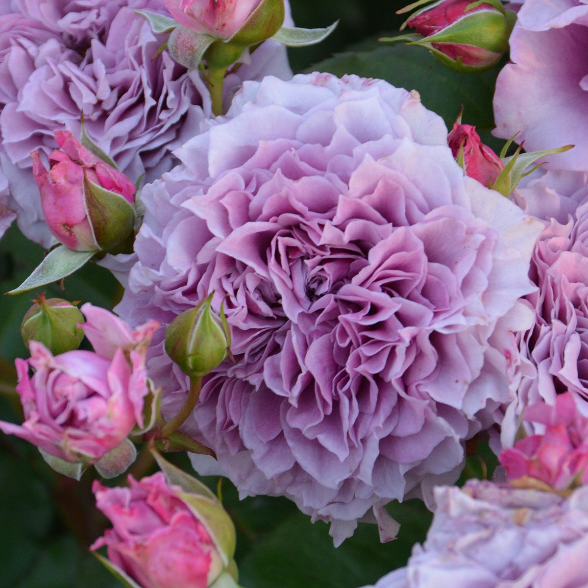 予約苗 バラ苗 【コリンクレイヴン】 (大苗裸苗) フロリバンダ