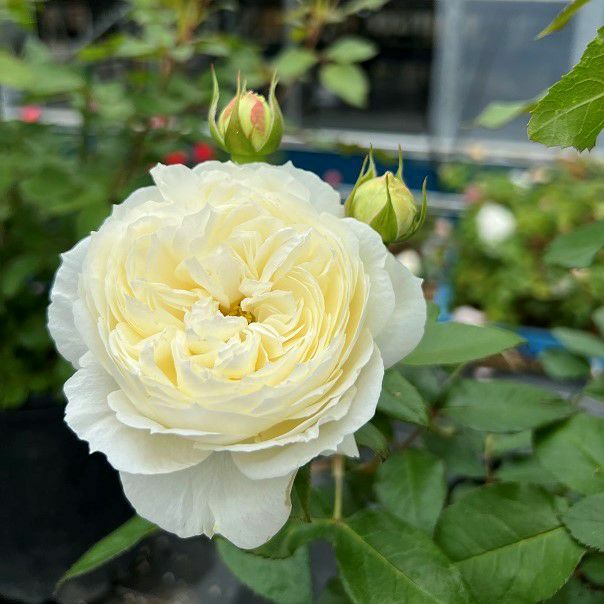 バラ苗　１年苗　調整中　余剰1苗 バラ苗 【カントリートレンドセッター】 (新苗植え替え) フロリバンダ