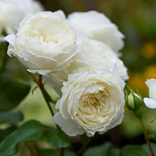 バラ苗 スノートワ