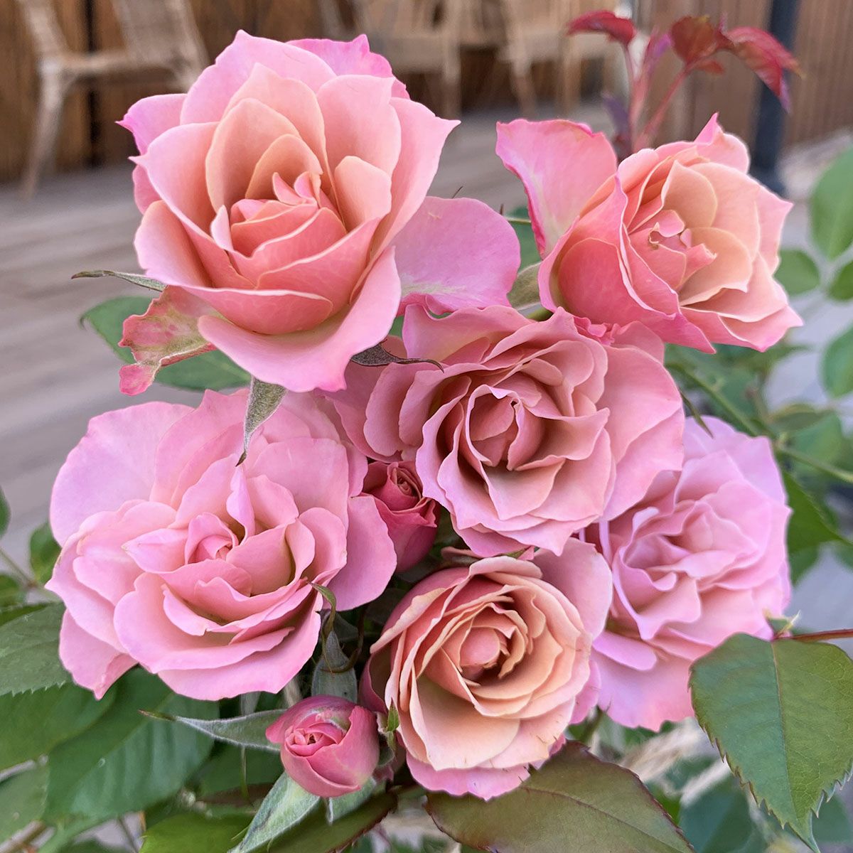 京阪園芸セレクション | THE ROSE SHOP｜バラ専門店 ザローズショップ