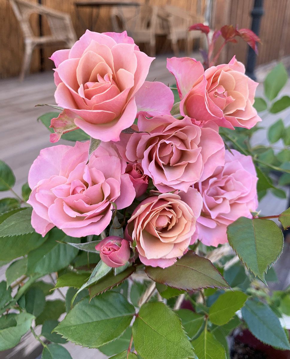 バラ苗 銘仙(めいせん)