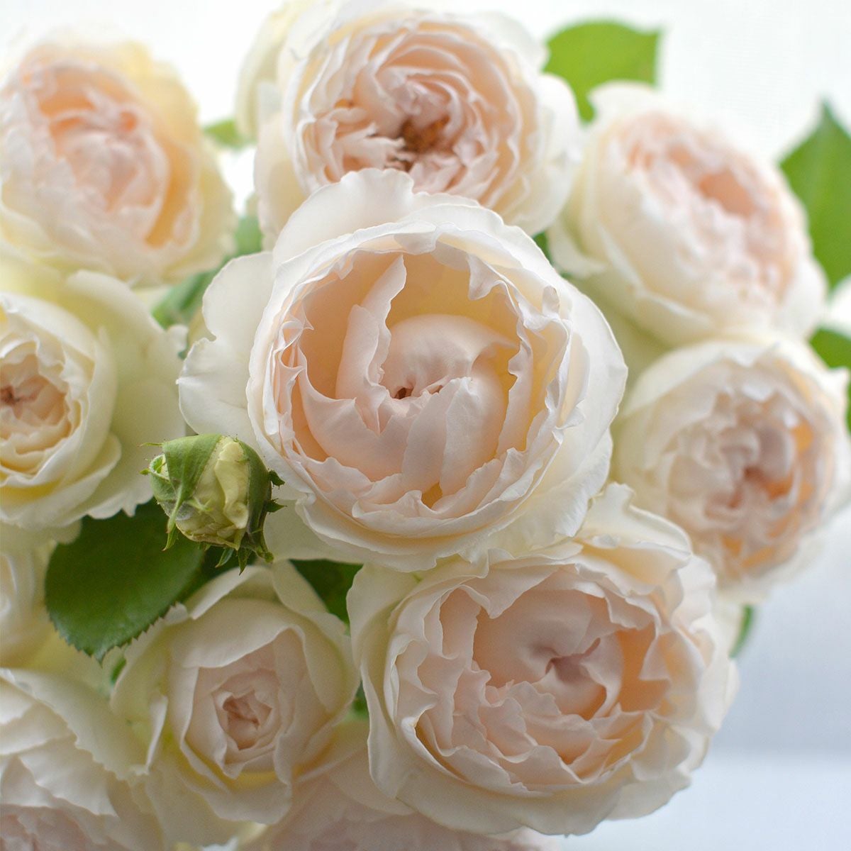 予約苗 バラ苗 【ミエルドゥフォレ】 (新苗) シュラブ 半つる性