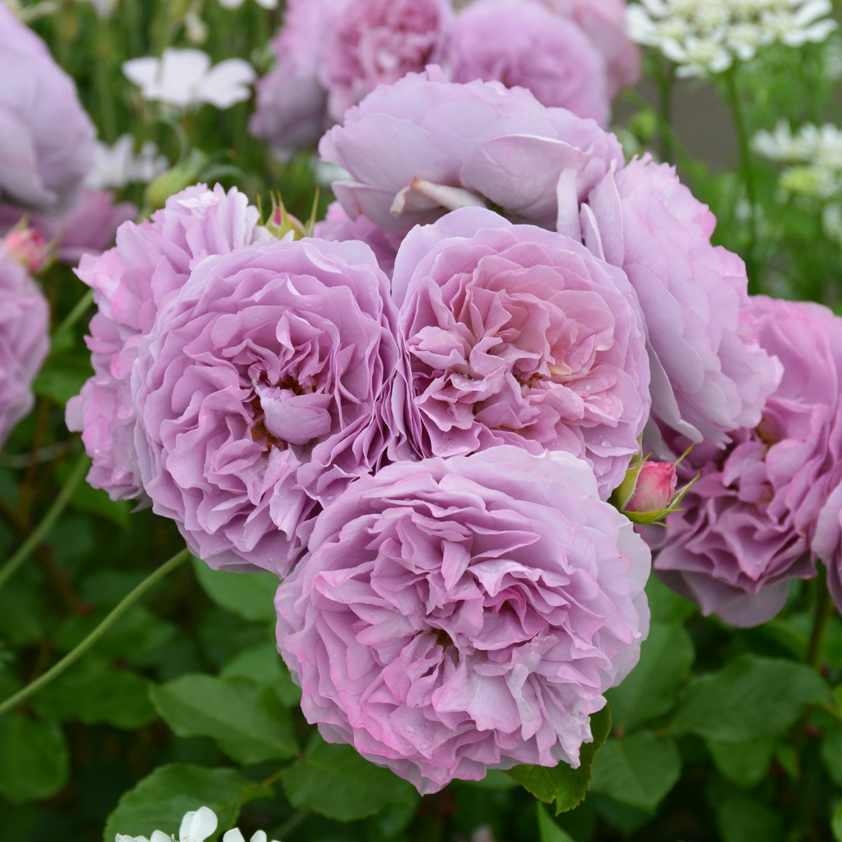 予約新苗4号（河本） | THE ROSE SHOP｜バラ専門店 ザローズショップ