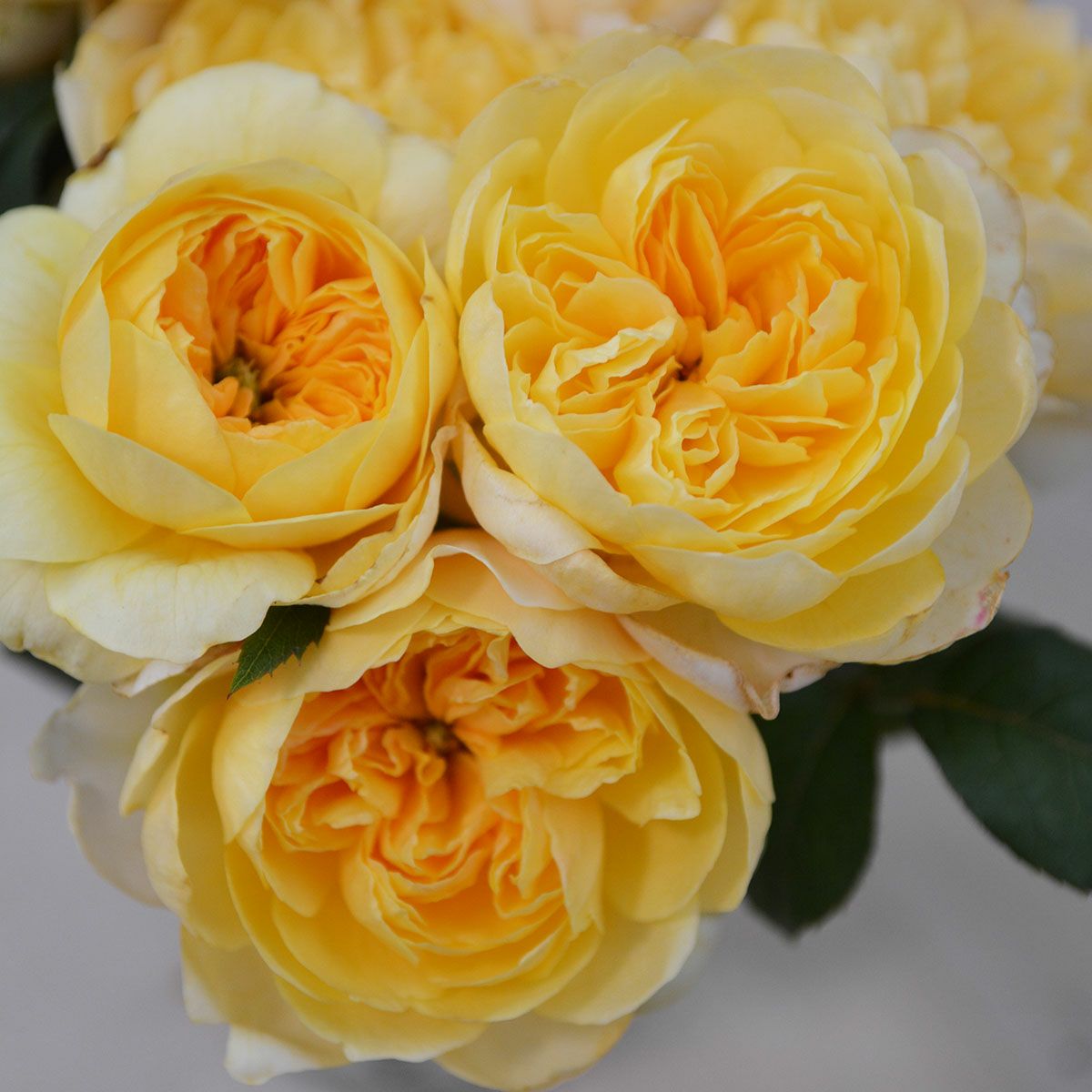 バラ苗 【ジャンヌダルク】 (新苗) ハイブリッドティー 四季咲き 大輪