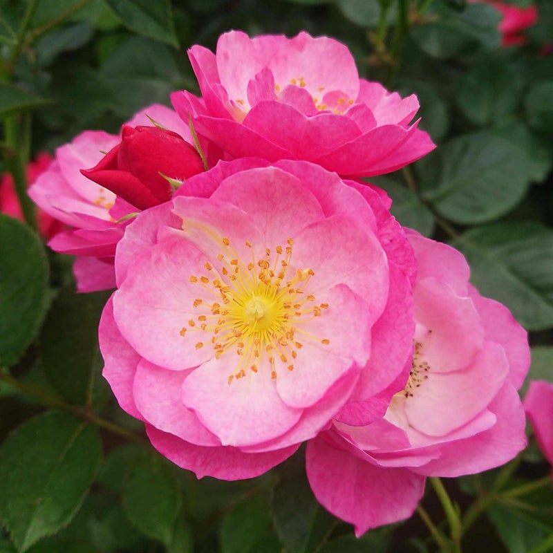 バラ苗恋こがれ