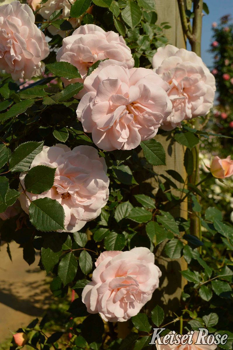 バラ苗マティアスクラウディウスローズ