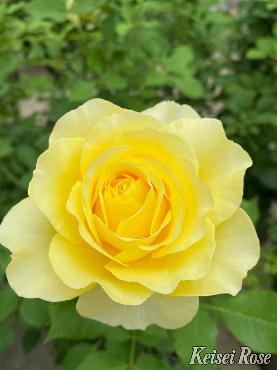 バラ苗ライムライトグランディローサ