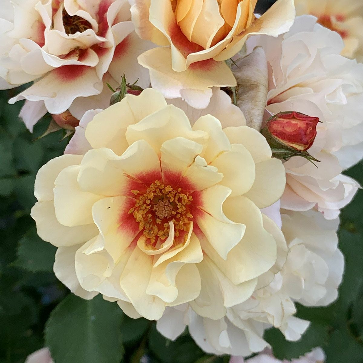 予約苗 バラ苗 【クランベリーアイズ】 (新苗) フロリバンダ 四季咲き